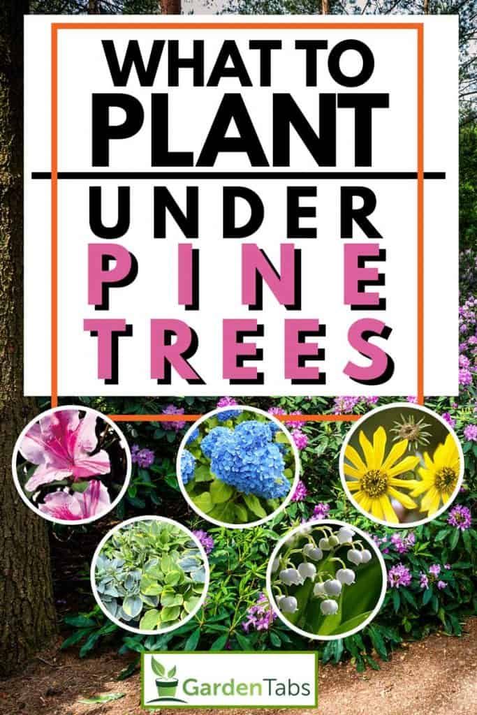 what to plant under pine trees with pictures of different plants and flowers in the background