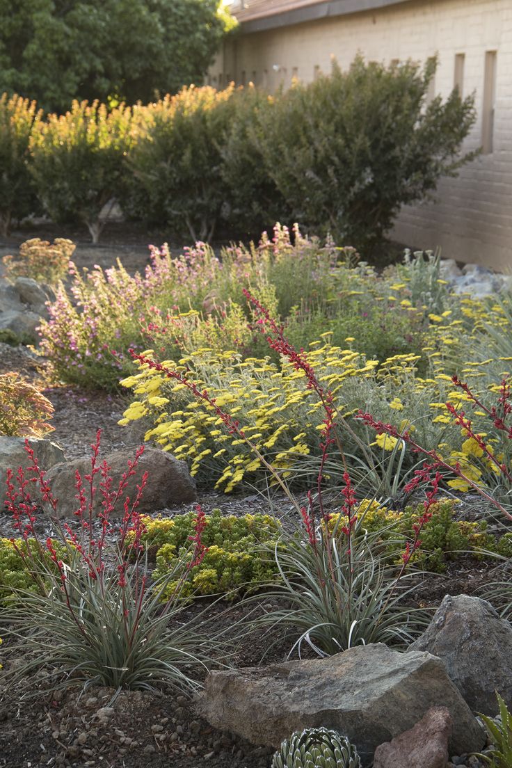 the garden is full of colorful plants and rocks