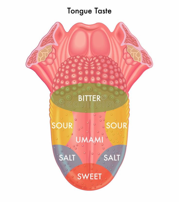 the tongue is divided into three sections, each with different parts labeled in their own words