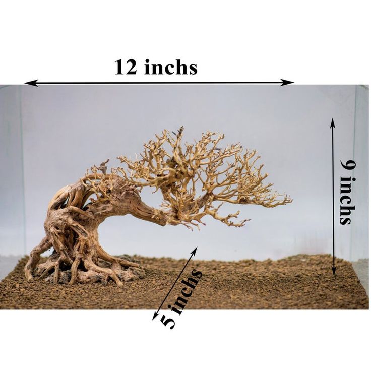 a bonsai tree is shown with measurements for its size and height in front of it