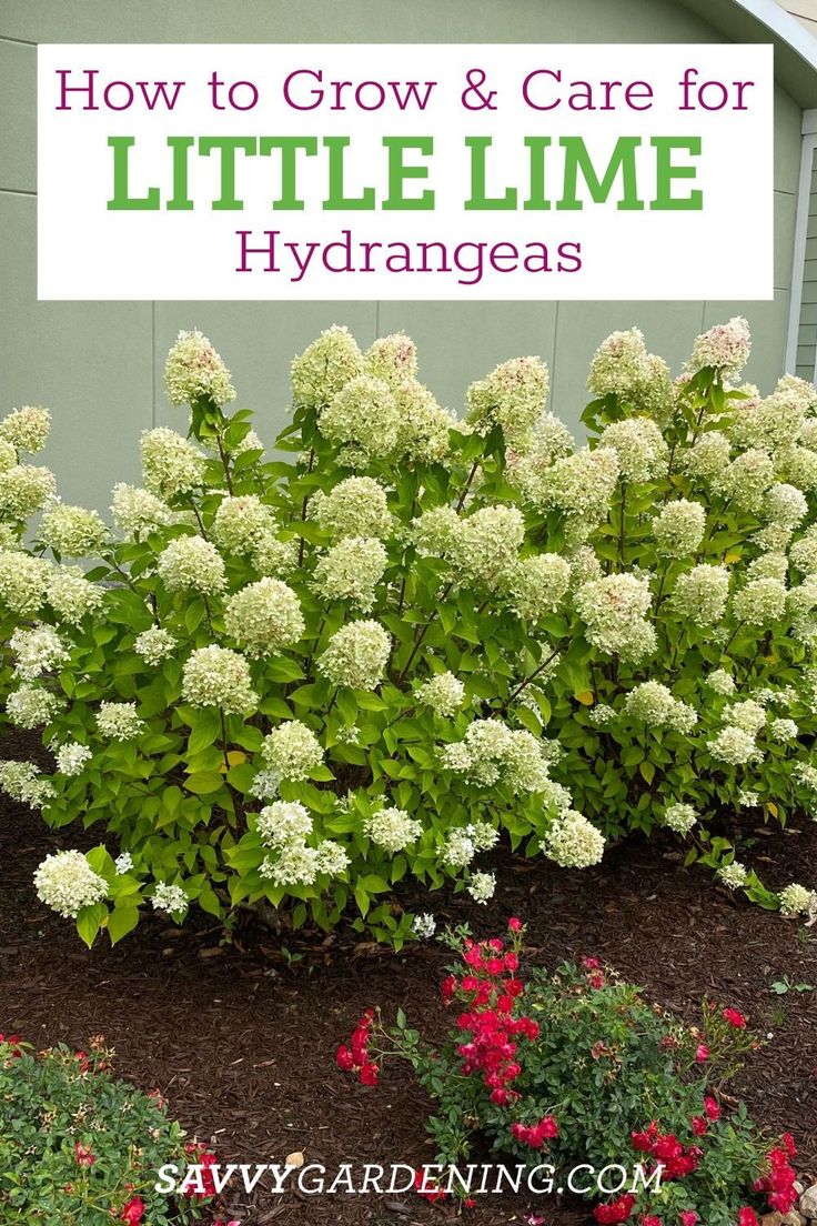 some white flowers and green plants in front of a house with the words how to grow & care for little lime hydrangeas