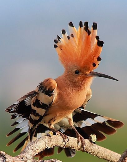 a bird with an orange and black feathers on it's head sitting on a branch