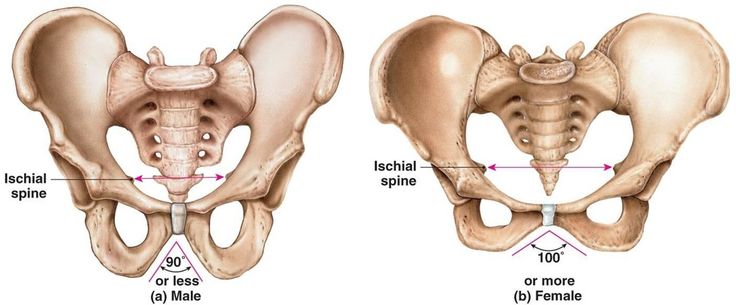 Male Pelvis, Skeleton Diagram, Proton Pump Inhibitors, Pelvis Anatomy, Human Proportions, Female Skeleton, Male Figure Drawing, Human Anatomy Drawing, Female Human