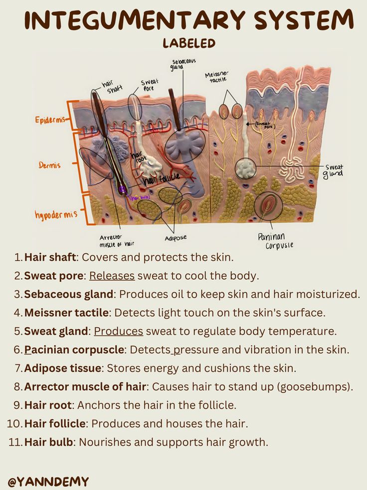 Integumentary System notes Anatomy And Physiology Integumentary, Reproduction System Anatomy, Integumentary System Diagram, Anatomy And Physiology Notes Aesthetic, Anatomy Integumentary System Notes, Skin Anatomy Notes, Integumentary System Model, Anatomy And Physiology Notes Integumentary System, Study Tips For Anatomy And Physiology