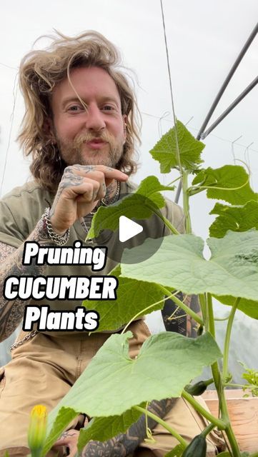 a man sitting next to a plant with the words pruning cucumber plants