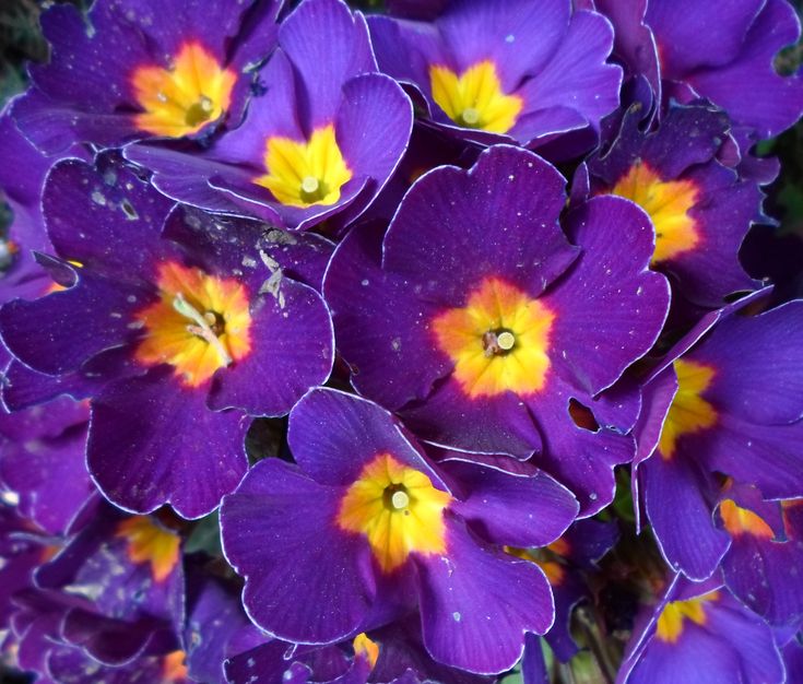 purple flowers with yellow centers are blooming in the garden