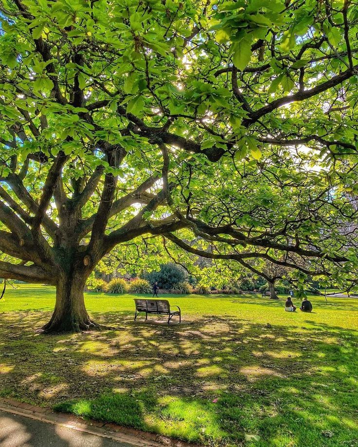 a bench under a large tree in a park