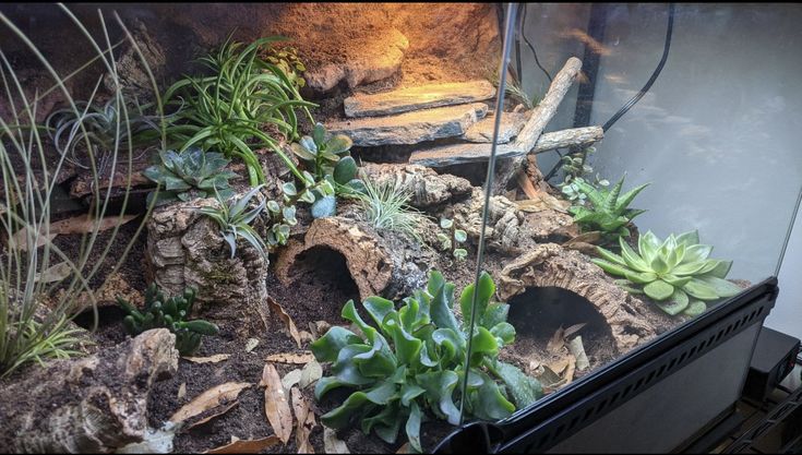 an aquarium filled with plants and rocks