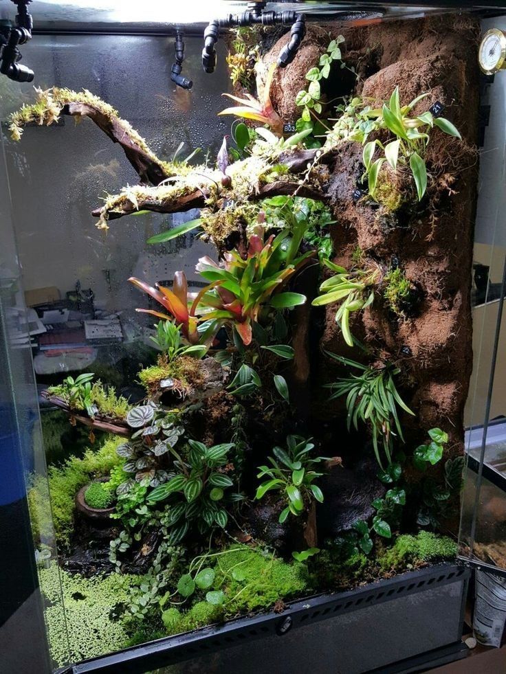 an aquarium filled with plants and rocks