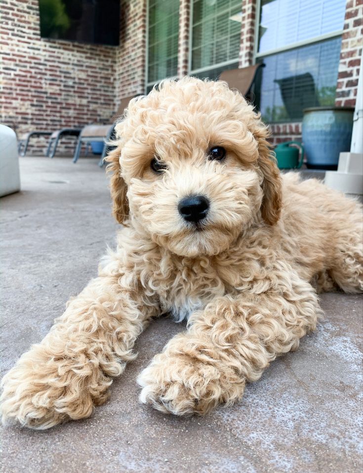 a small brown dog laying on top of a cement floor next to a brick building