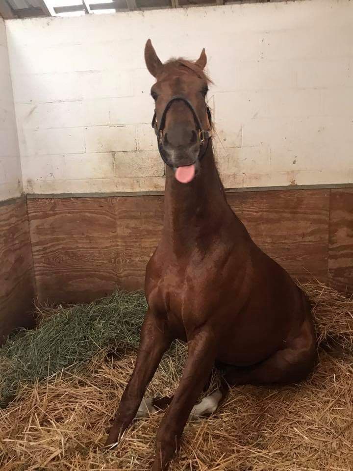 a brown horse sitting on top of hay in a stall with its tongue hanging out