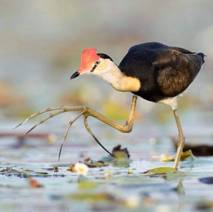 a bird with a red head is walking in the water