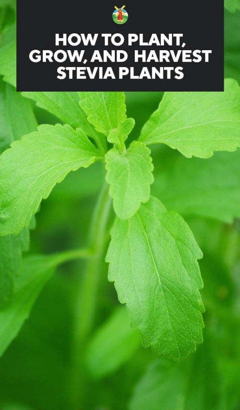 green leaves with the words how to plant, grow and harvest stevia plants