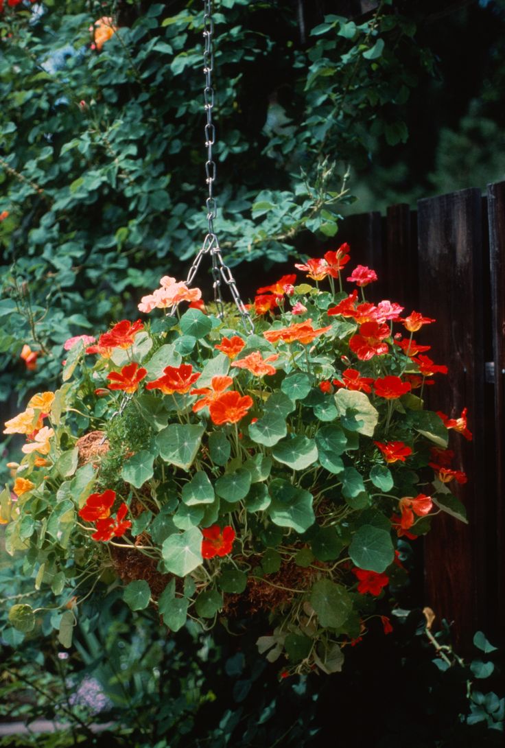 a hanging planter filled with red and orange flowers