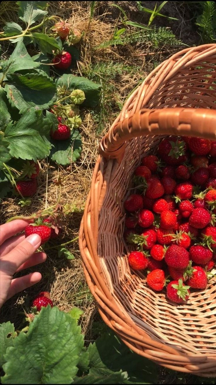 a basket full of strawberries sitting on the ground