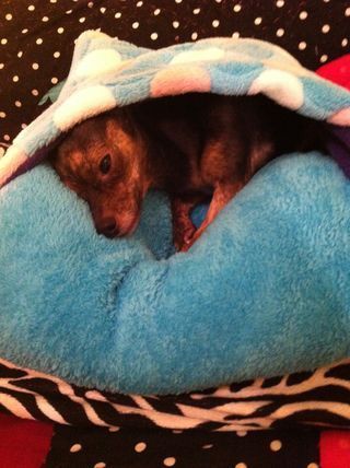 a small dog curled up in a bed on top of a table with polka dots