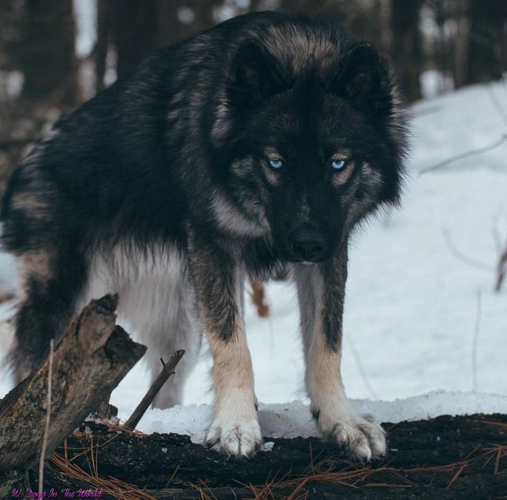 a black and white dog with blue eyes standing in the snow next to a log