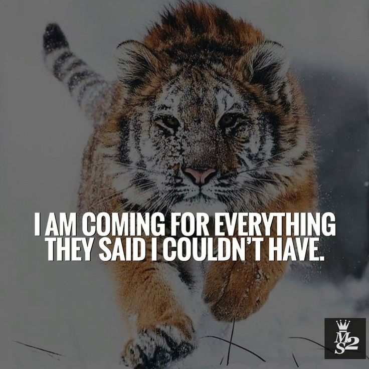 a tiger running through the snow with a quote on it that says, i am coming for everything they said i couldn't have