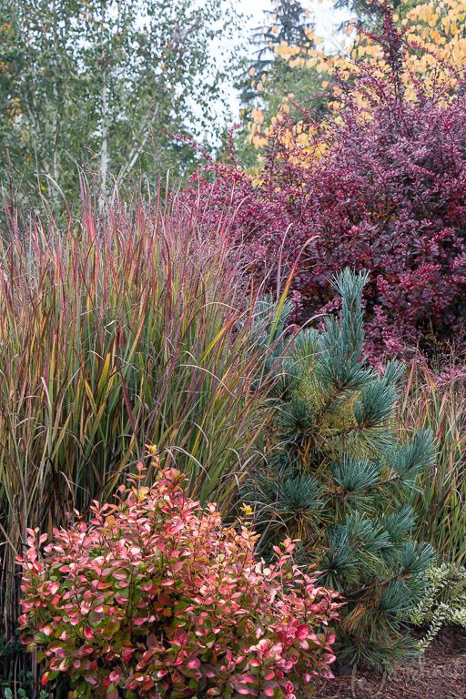 various types of plants and trees in a garden with purple flowers, green leaves and red foliage