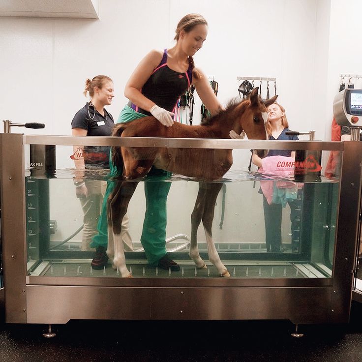 a woman standing next to a brown and white horse in a glass case with people looking on