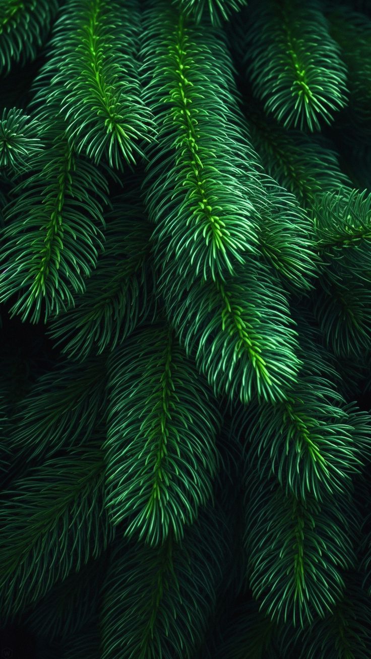 the top view of a pine tree with green needles