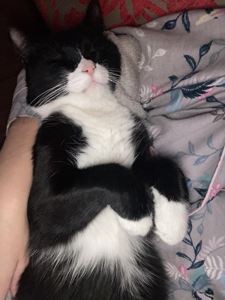 a black and white cat laying on top of a person's arm next to a pillow