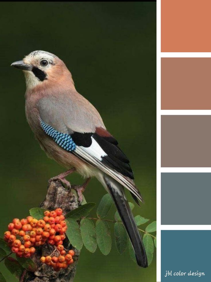 a bird sitting on top of a tree branch with berries in the foreground and color swatches behind it