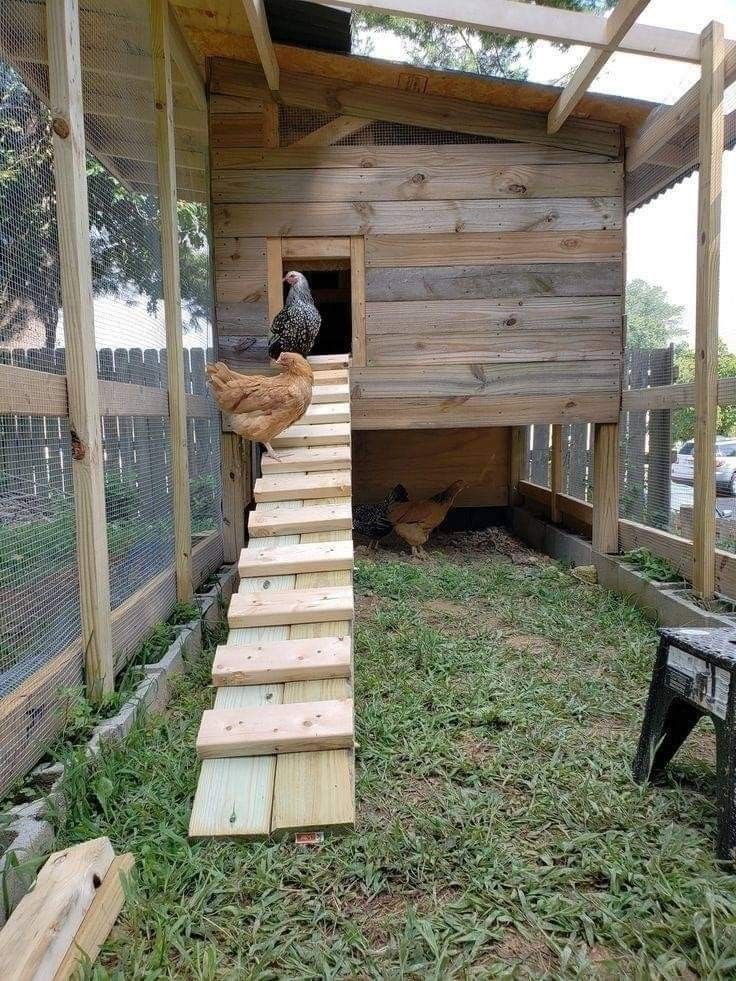 a chicken is standing on top of some stairs in a coop with grass and wood