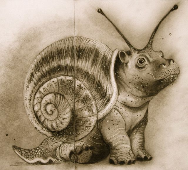 a pencil drawing of a snail and its shell