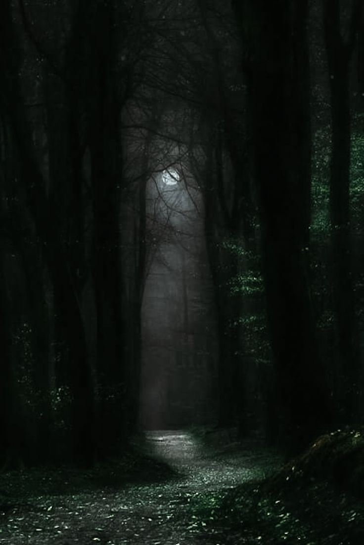 a dark forest filled with lots of trees