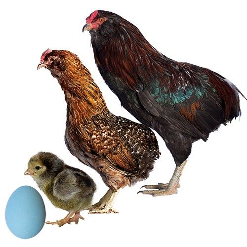 two chickens and an egg on a white background