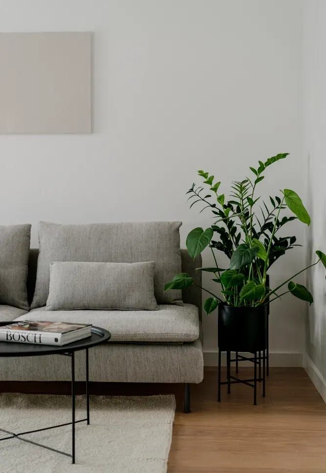 a living room with a couch, coffee table and potted plants on the floor