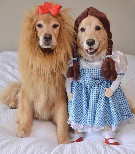 two dogs dressed in costumes sitting on a bed