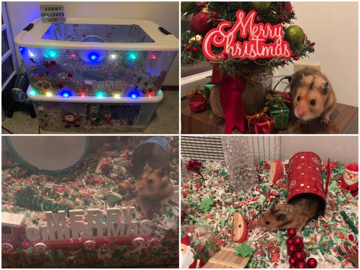 four different pictures with christmas decorations and a dog in the middle one has a sign that says merry christmas