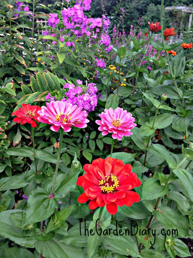 red and pink flowers in a garden with green leaves