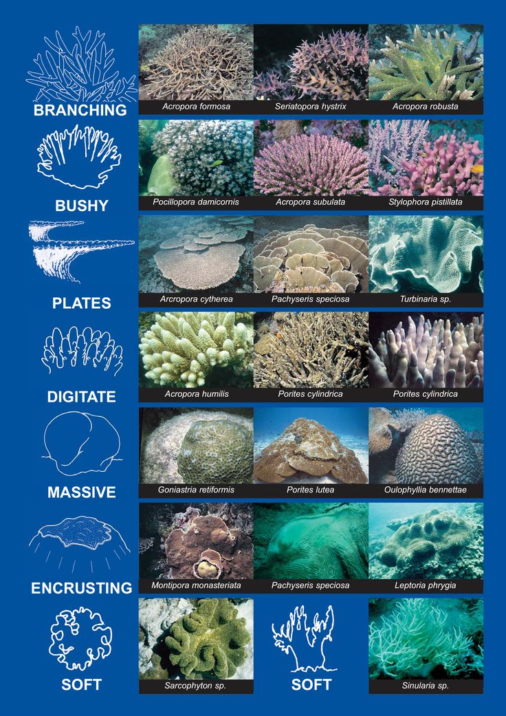 an ocean poster with different types of corals