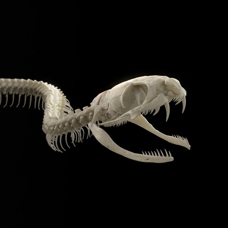 an animal skeleton is shown in the dark