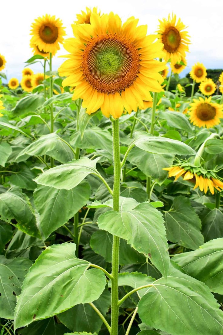 a large sunflower standing in the middle of a field with many other flowers behind it