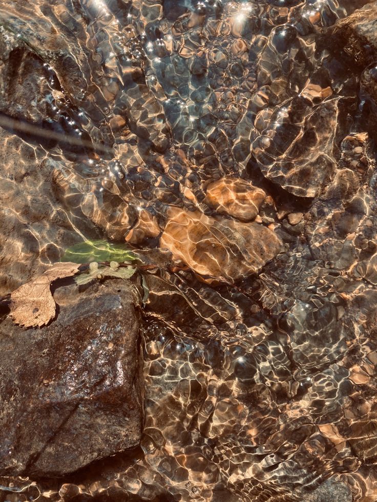 the water is crystal clear and there are rocks under it with leaves growing on them