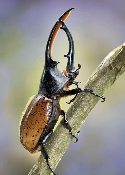 a black and orange beetle sitting on top of a tree branch