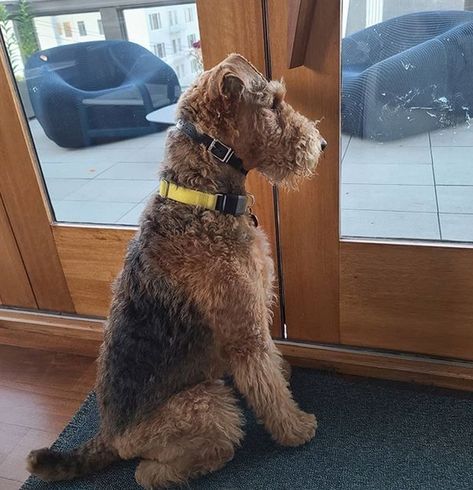 a brown dog sitting in front of a glass door looking out at the outside area