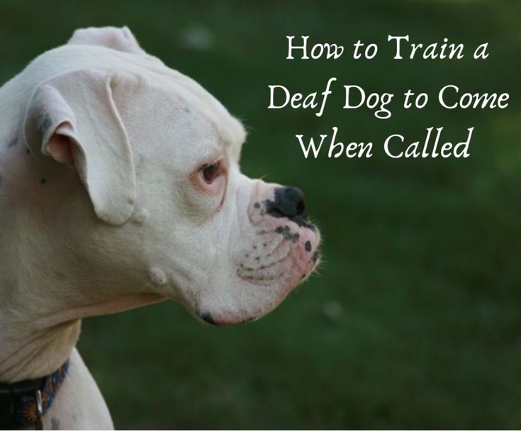 a white dog with the words how to train a dead dog to come when called