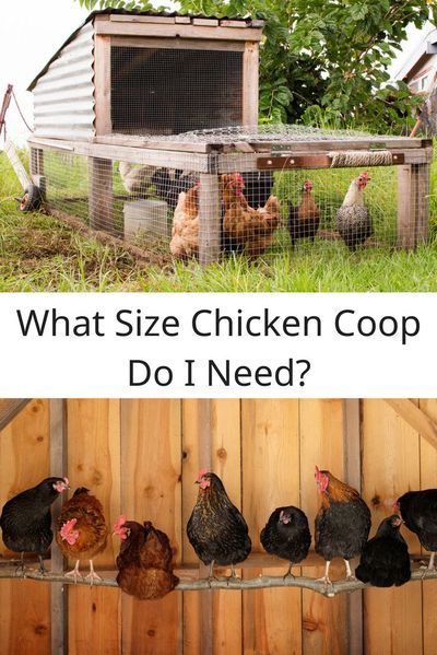 what size chicken coop do i need? with pictures of chickens in a fenced area