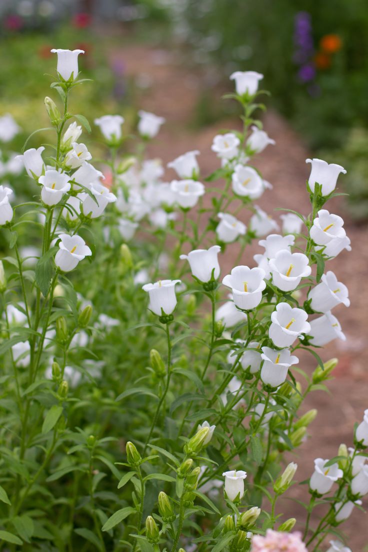 some white flowers are growing in a garden