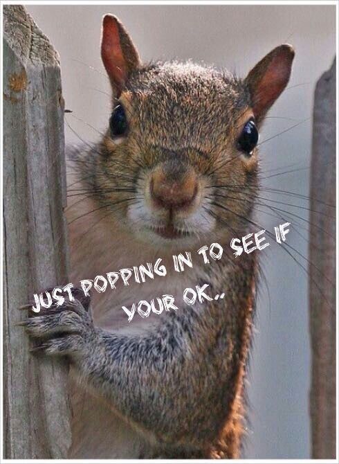 a squirrel that is standing on its hind legs with the caption just popping in to see if your ok