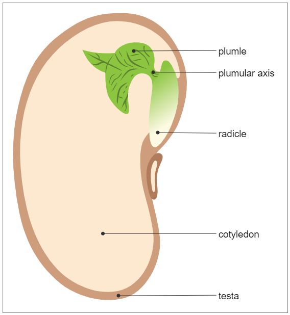 the anatomy of the human head with labels on each side and labeled in green leaves