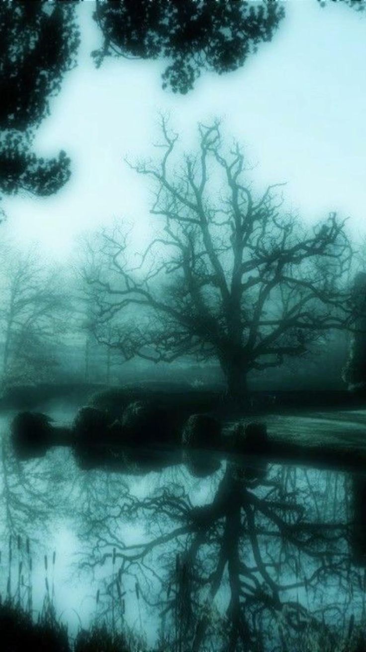 trees reflected in the water on a foggy day