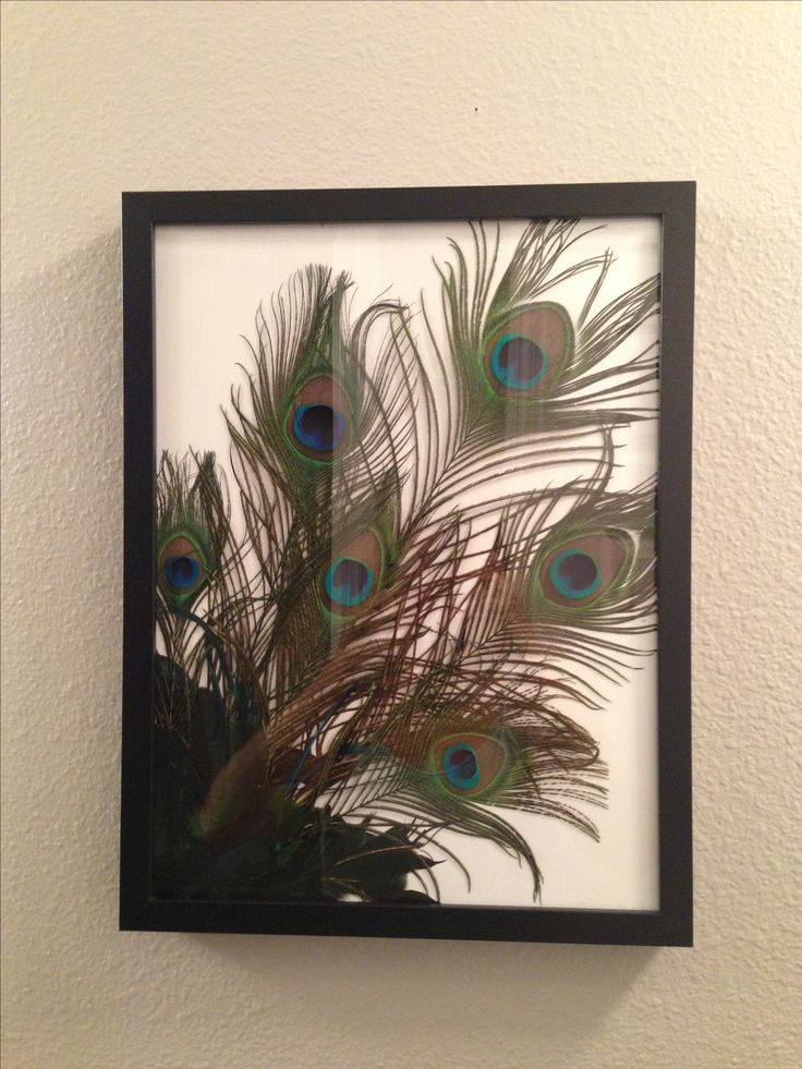 a peacock feather is displayed in a black frame on the wall next to a white wall