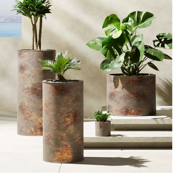 three potted plants sitting next to each other on top of a cement slab near the ocean