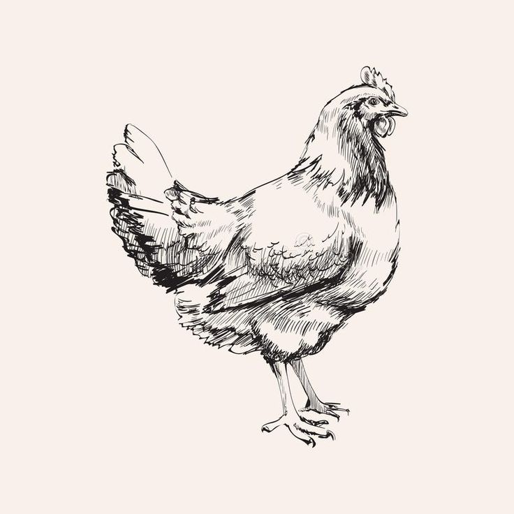 a black and white drawing of a chicken standing on one leg with its head turned to the side